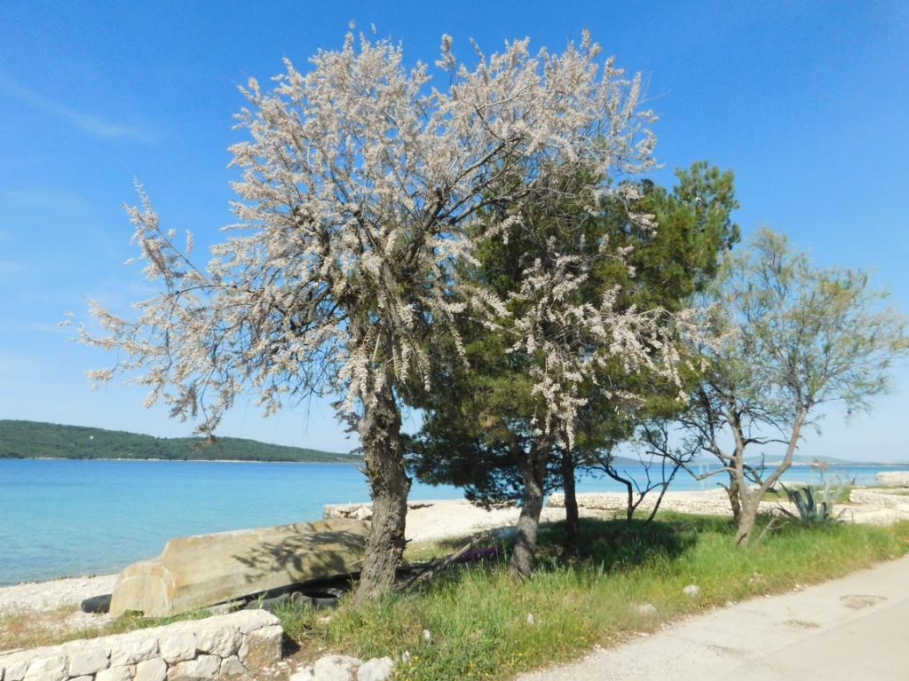 Zablaće II