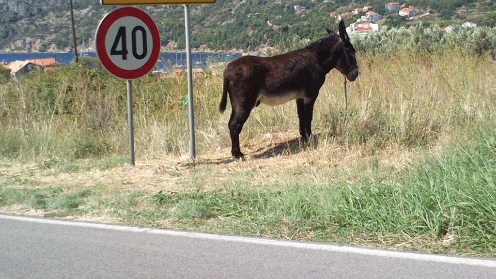 Kamenice